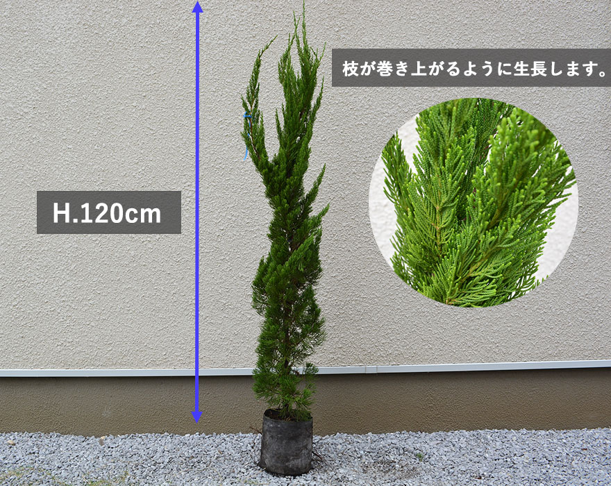 コニファー カイヅカイブキ 約120cm 植木 生垣 庭木 ガーデニング