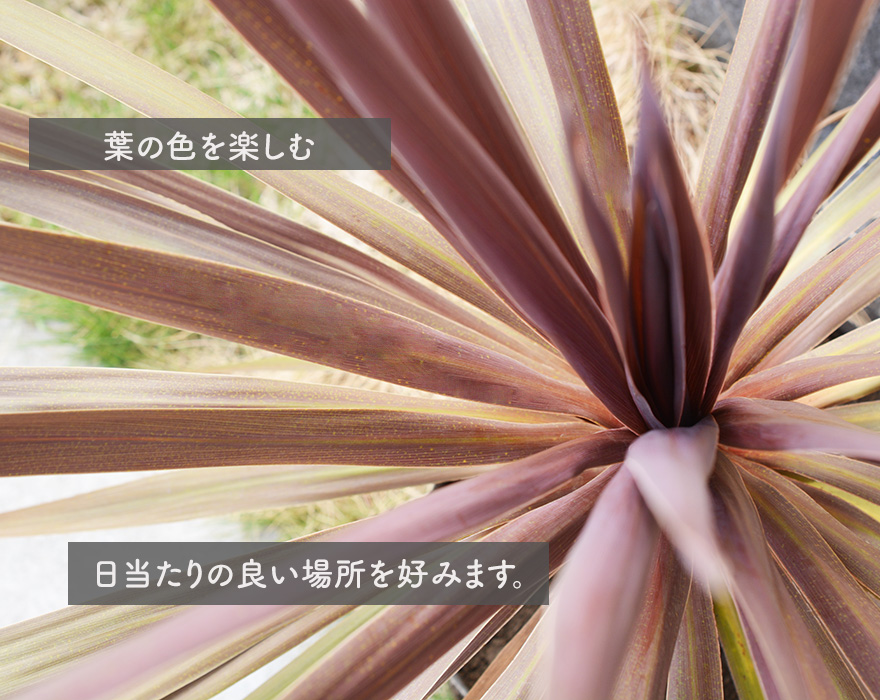 コルジリネ オーストラリス レッドスター 赤ドラ 約40-60cm
