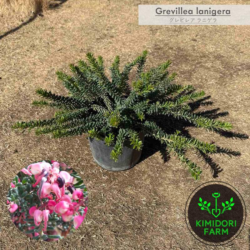 ラニゲラ グレビレア オージープランツ グレヴィレア 植木 苗木 庭木