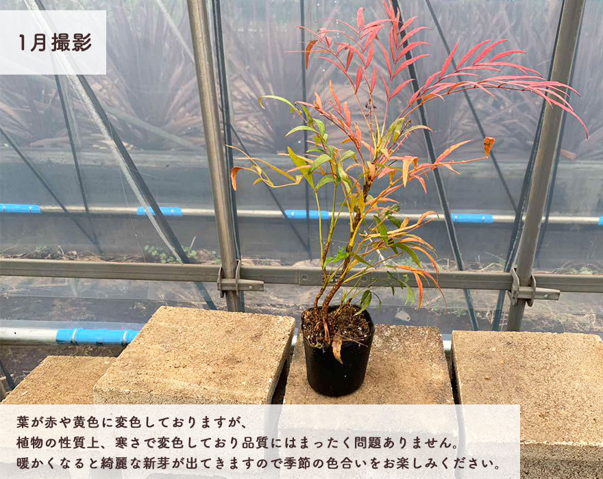 マホニアコンフューサ 約30-40cm 10個セット 低木 おしゃれ