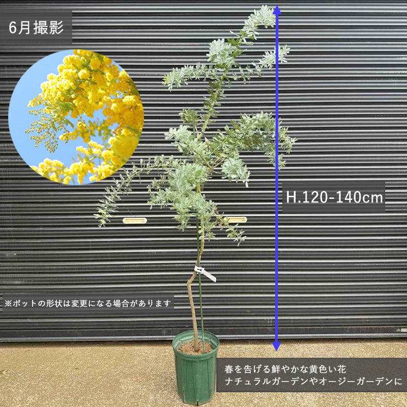 アカシア ミモザ 約120-140cm シンボルツリー 庭木 植木 常緑 記念樹