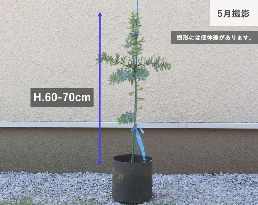 アカシア ミモザ 約60-70cm シンボルツリー 庭木 植木 常緑 記念樹