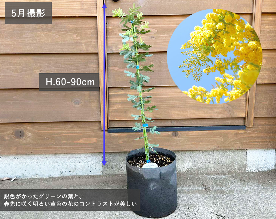 ボリューム株♡ サンカクバアカシア　モカ色テラコッタ鉢植え　ミモザ　苗 ボリューム株♡ サンカクバアカシア モカ色テラコッタ鉢植え