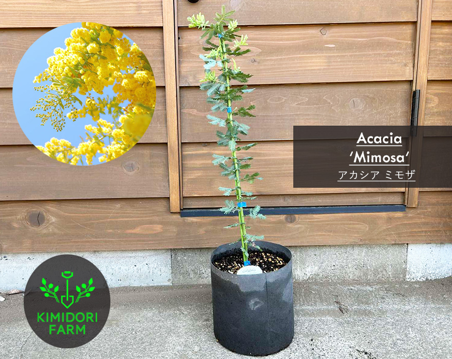 アカシア ミモザ 約60-90cm シンボルツリー 庭木 植木 常緑