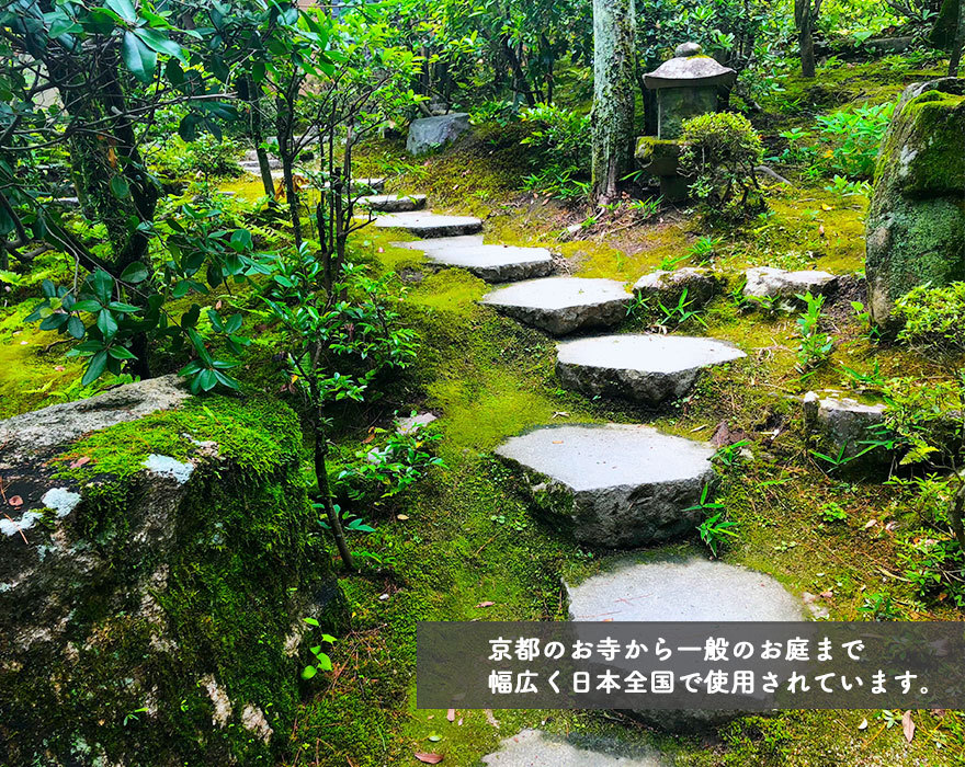 スナゴケ 砂苔 1平米 60cm×30cm(トレー6枚) 1箱 コケ 園芸 日本庭園