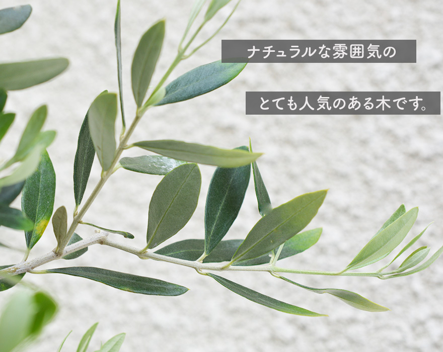 国産 オリーブ オリーブの木 約1.8m 植木 シンボルツリー 鉢植え