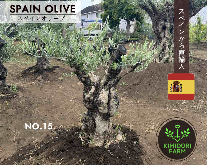 スペインオリーブ 古木 NO.15 オリーブの木 シンボルツリー 輸入 原木