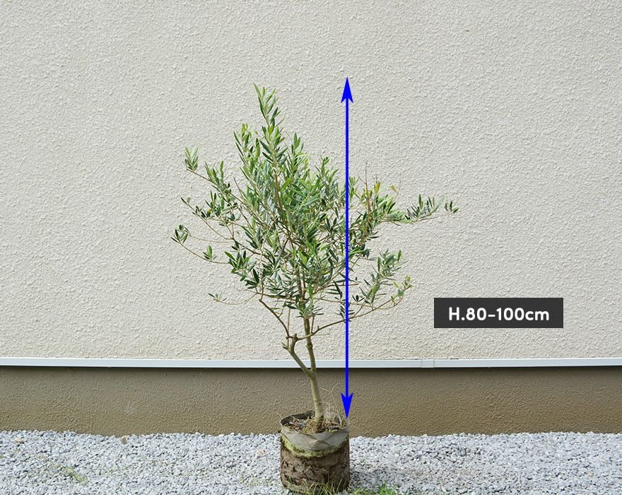 オリーブ 約80-100cm 植木 シンボルツリー 庭木 苗 ミッション オリーブの木 ガーデニング 庭植え 鉢植え 玄関 ベランダ ウッドデッキ :  olive100 : KIMIDORI FARM Yahoo!店 - 通販 - Yahoo!ショッピング