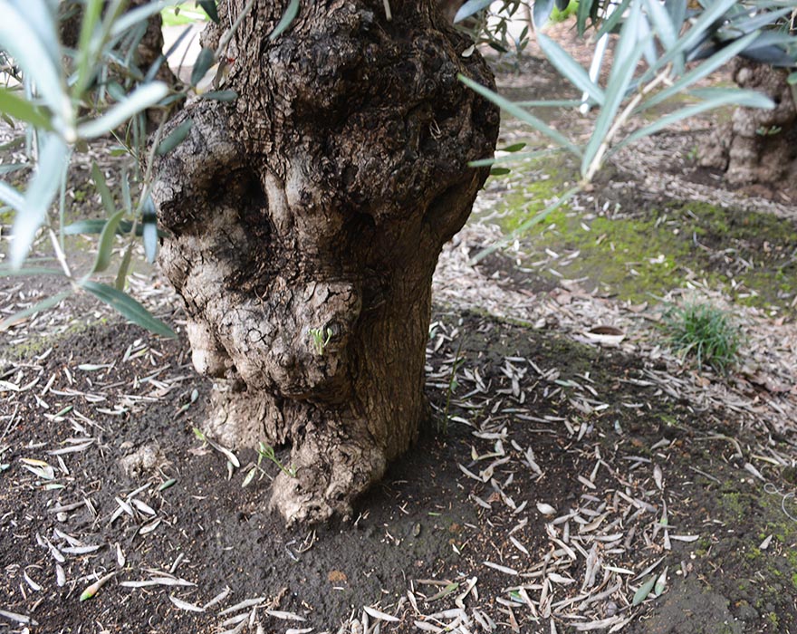 スペインオリーブ 古木 DORY シンボルツリー オリーブの木 約180cm