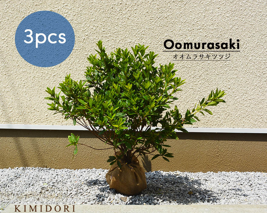 オオムラサキツツジ 3本 セット つつじ 生垣 寄せ植え 外構 植木 庭木