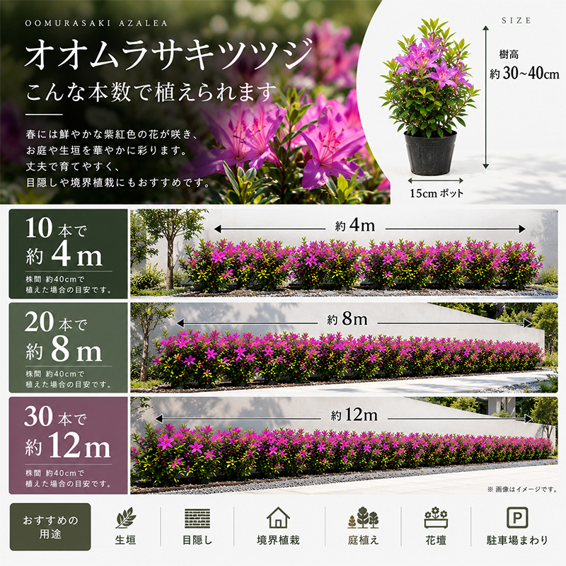 オオムラサキツツジ 選べる本数 本数セット 大紫躑躅 常緑低木 花木