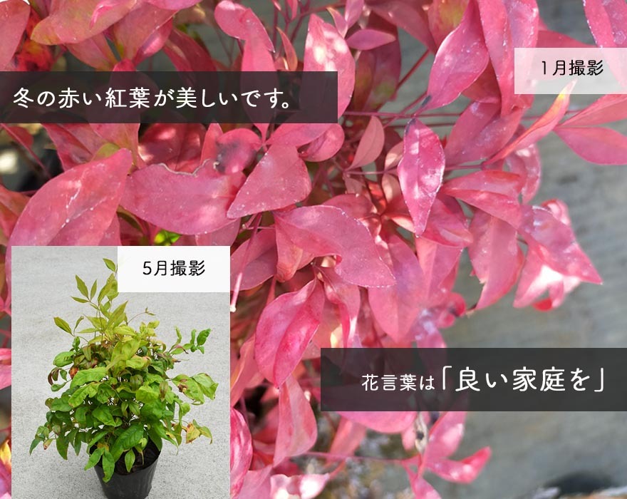 オタフクナンテン 10本セット 南天 低木 ギフト 紅葉 和モダン