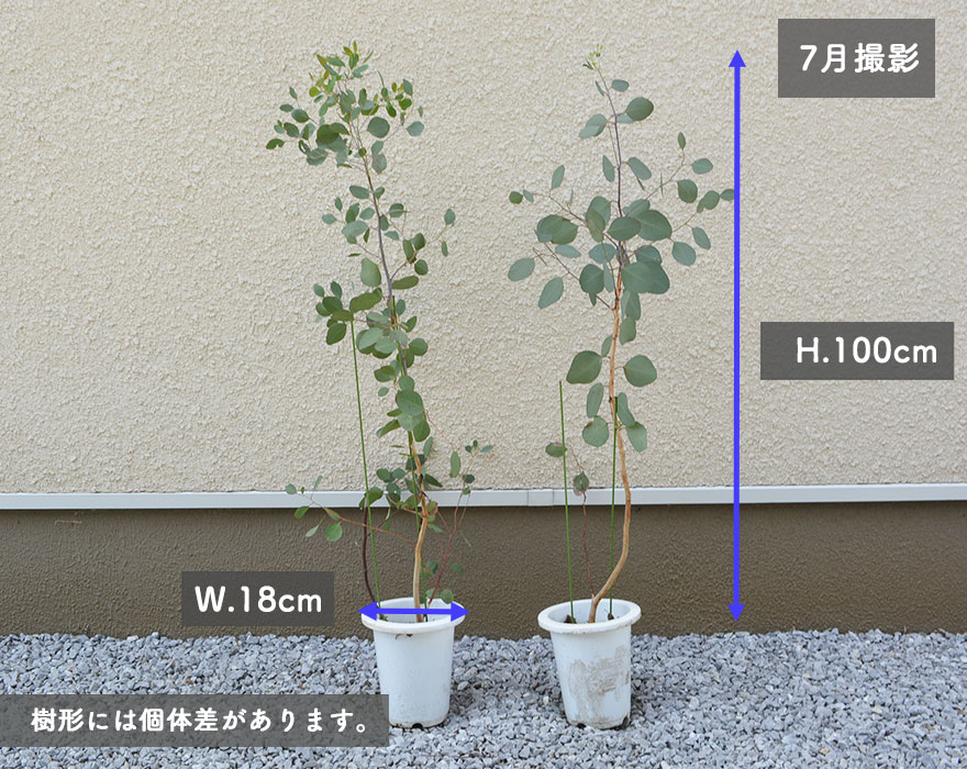 ユーカリ ポポラス 約100cm 植木 庭木 苗 観葉植物 シンボルツリー オージー ネイティブプランツ おしゃれ かわいい 玄関 目隠し 庭植え  鉢植え