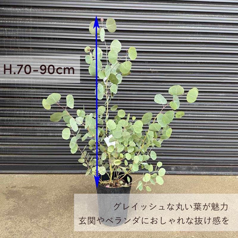 ユーカリ ポポラス 約70-90cm 植木 庭木 苗 観葉植物 シンボルツリー