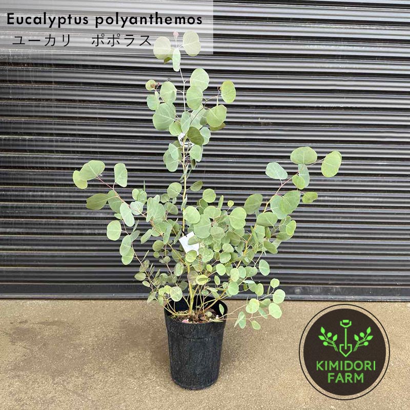 ユーカリ ポポラス 約70-90cm 植木 庭木 苗 観葉植物 シンボルツリー