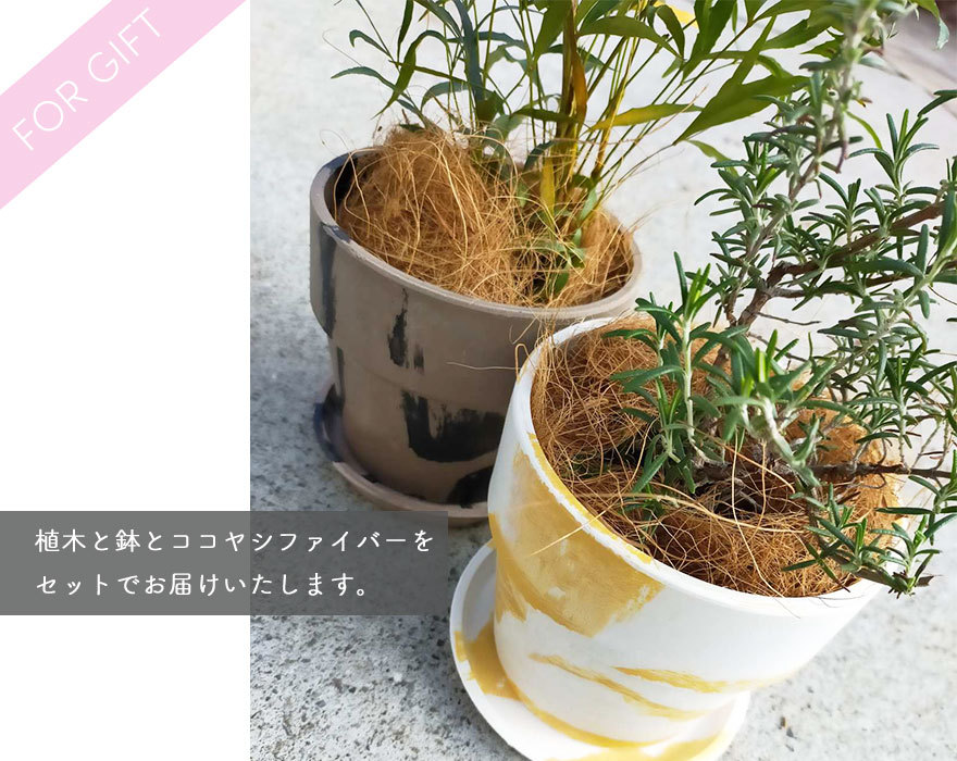 大阪売筋品 シルバーティーツリー × URBAN PLANTS POT 鉢植え セット 植木 8号鉢 アーバンプランツポット レプトスペルマム  約120cm 常緑低木 オージープランツ 観葉植物 ネット直販店-ssl.daikyogo.or.jp