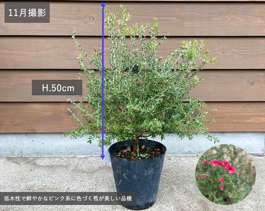 ピグミーダンサー グレビレア グレヴィレア 約50cm オージープランツ