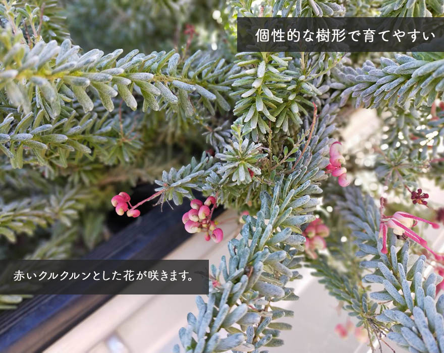 “ブルーブッシュの花”