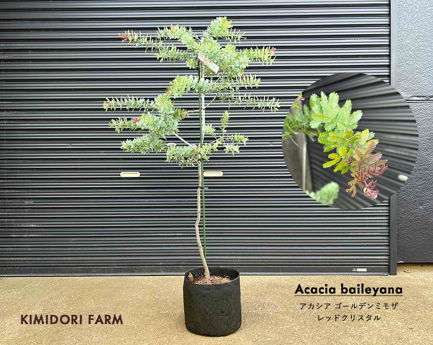 アカシア ミモザ レッドクリスタル ゴールデンミモザ 銀用アカシア