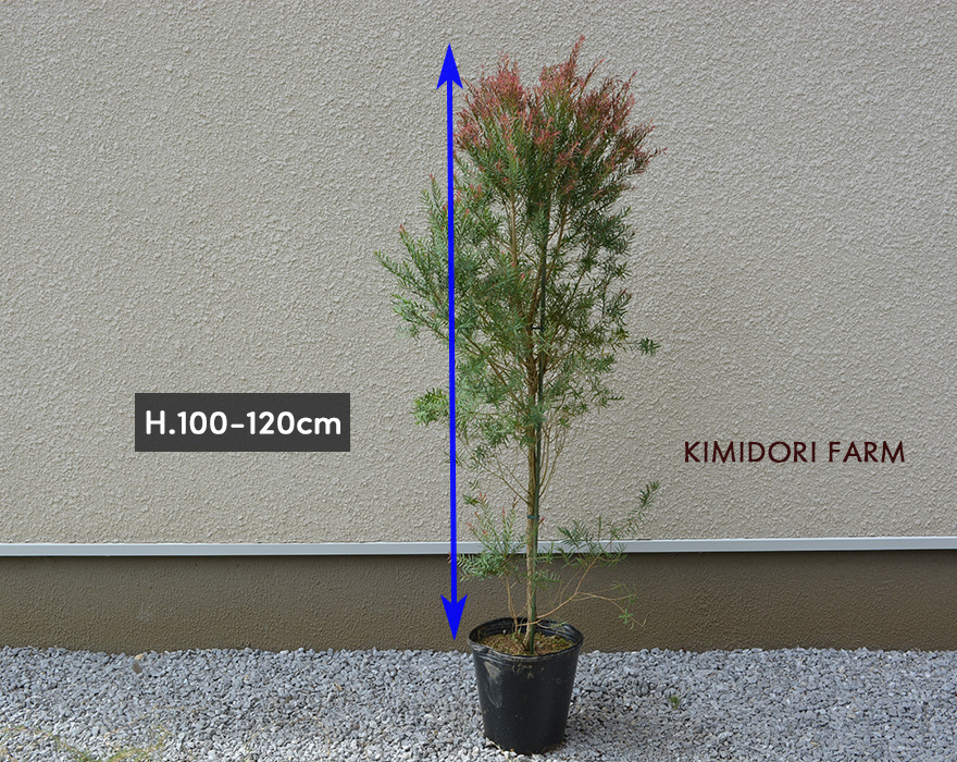 メラレウカ レッドジェム 約100-120cm 人気 おしゃれ 観葉植物 鉢植え