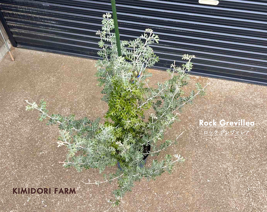 グレビレア ロック ロックグレビレア グレビリア オージープランツ