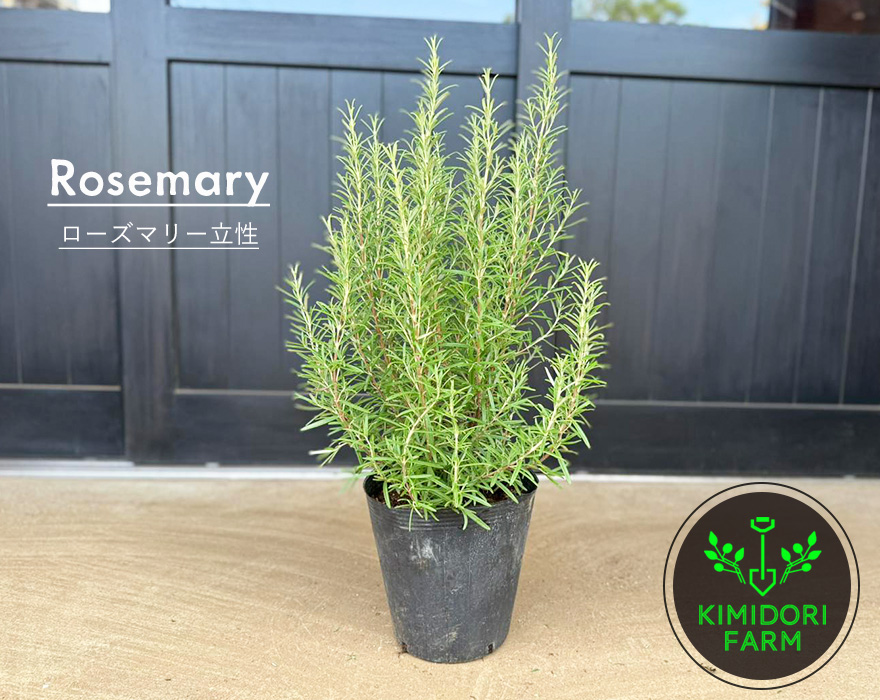 りんごページ　8号ローズマリー　鉢植え済み　高さ90センチ ローズマリー 4号鉢植え （ ハーブ 苗 ） : 花と緑の専門店 土っ