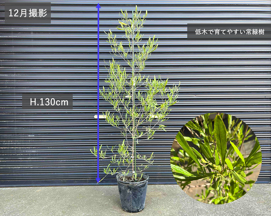 ドドナエア サンドオリーブ オージープランツ 庭木 植木 植栽 シンボルツリー ポップブッシュ ビスコーサ 育てやすい KIMIDORI FARM Yahoo 店 - 通販 - Yahoo ショッピング