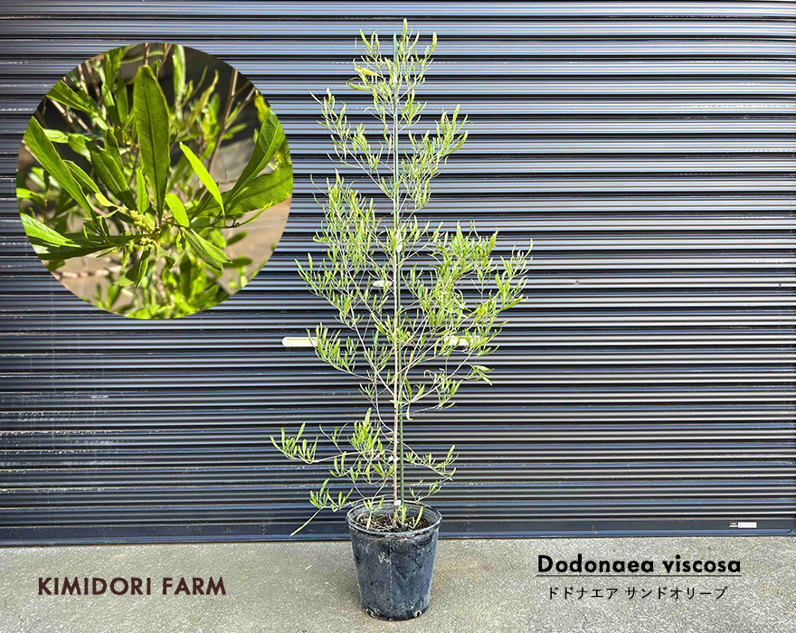 ドドナエア サンドオリーブ オージープランツ 庭木 植木 植栽 シンボル ドドナエア サンドオリーブ オージープランツ 庭木 植木 植栽 シンボル