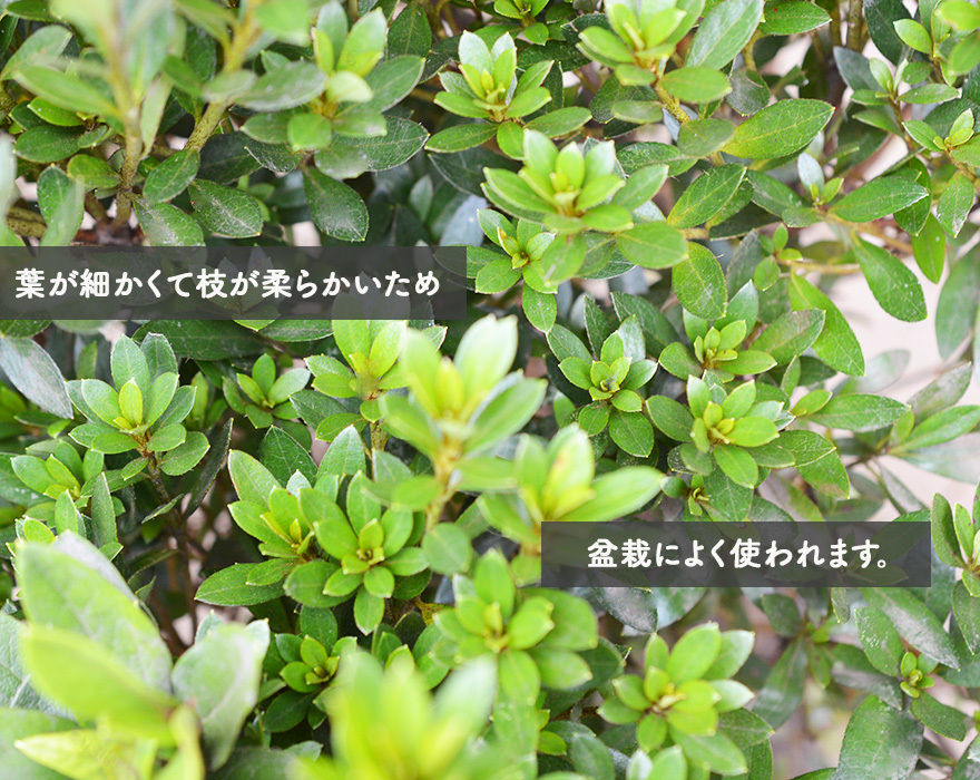 “紅葉も楽しめる”