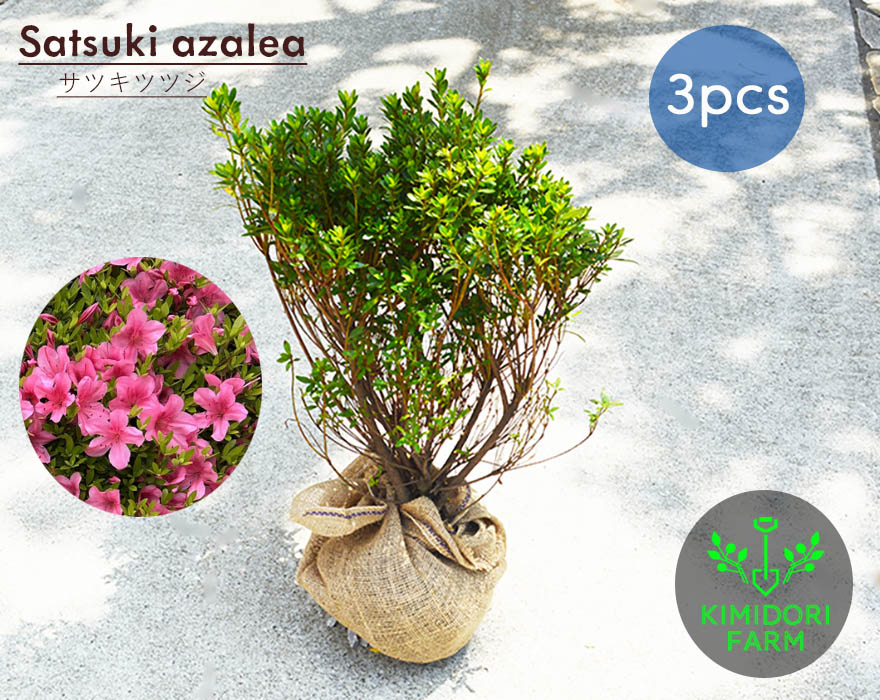 茶花づくし 全巻セット 茶花づくし 全巻セット