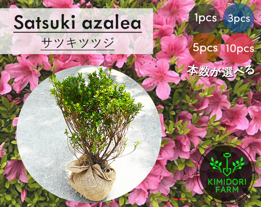 サツキツツジ 1本 3本 5本 10本 セット 選べる本数 さつき 植栽 植木