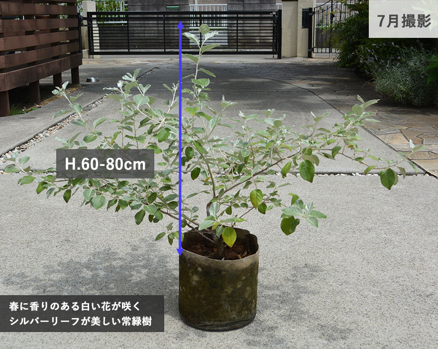 シマグミ 常緑低木 シンボルツリー シルバーリーフ 約60-80cm