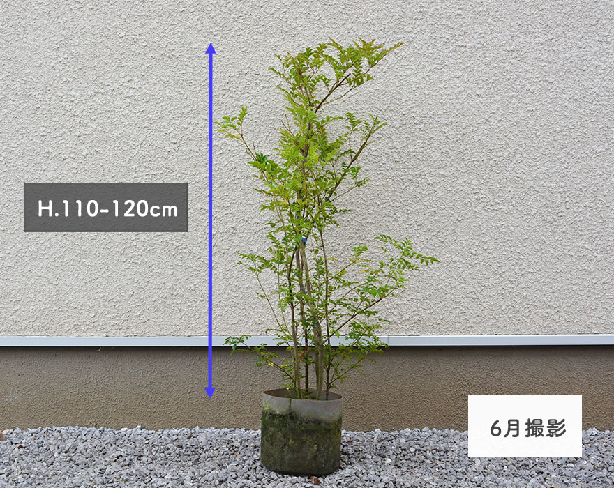 シマトネリコ 約110-120cm 1本 人気 おしゃれ 観葉植物 鉢植え 花 植木 