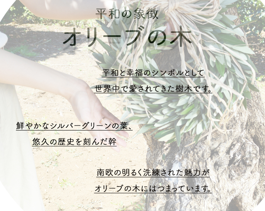 スペインオリーブ 古木 29562k オリーブの木 植木 庭木 シンボルツリー