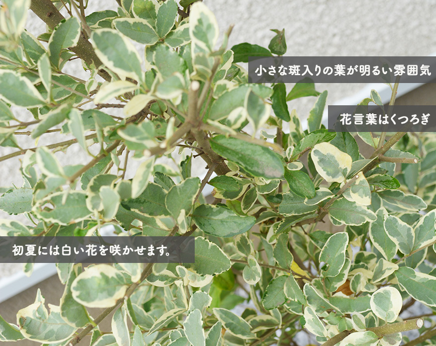 シルバープリペット 約100cm おしゃれ 鉢植え 植木 シンボルツリー 生垣 フェンス 目隠し 隣家 庭木 ガーデニング エクステリア 常緑  育てやすい シルプリ