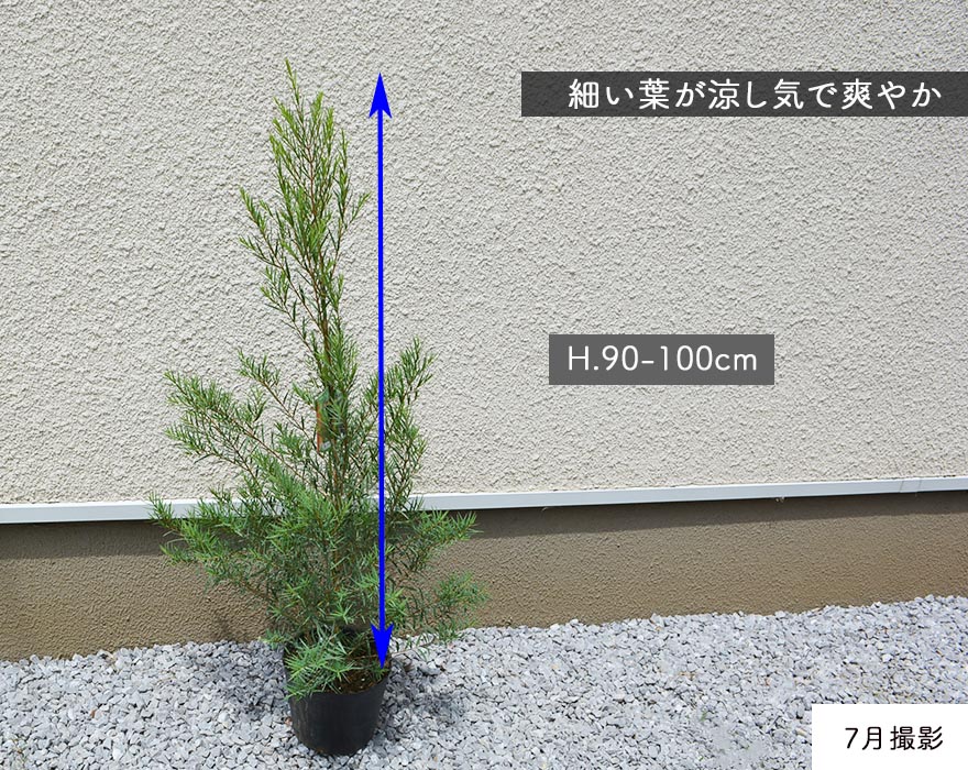 メラレウカ スノーインサマー 樹高 90-100cm ティーツリー シンボルツリー 観葉植物 ガーデニング グリーン 庭植え 鉢植え オーストラリア  オージー