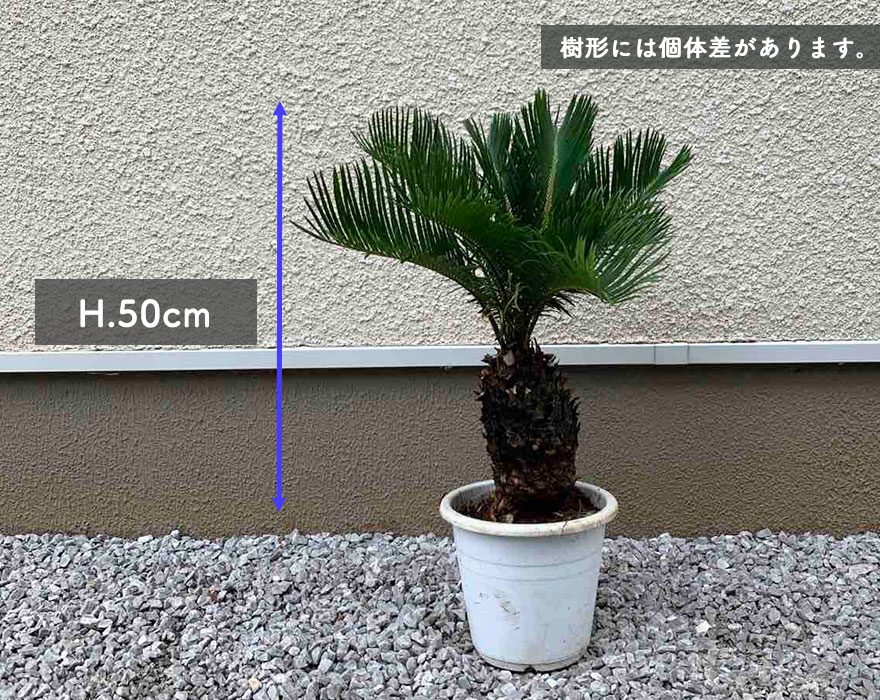 ソテツ 蘇鉄 ヤシ 植木 庭木 観葉植物 南国 常緑低木 ガーデニング 庭植え 寄せ植え 鉢植え ロックガーデン ドライガーデン  カリフォルニアスタイル : sotetsu : KIMIDORI FARM Yahoo!店 - 通販 - Yahoo!ショッピング