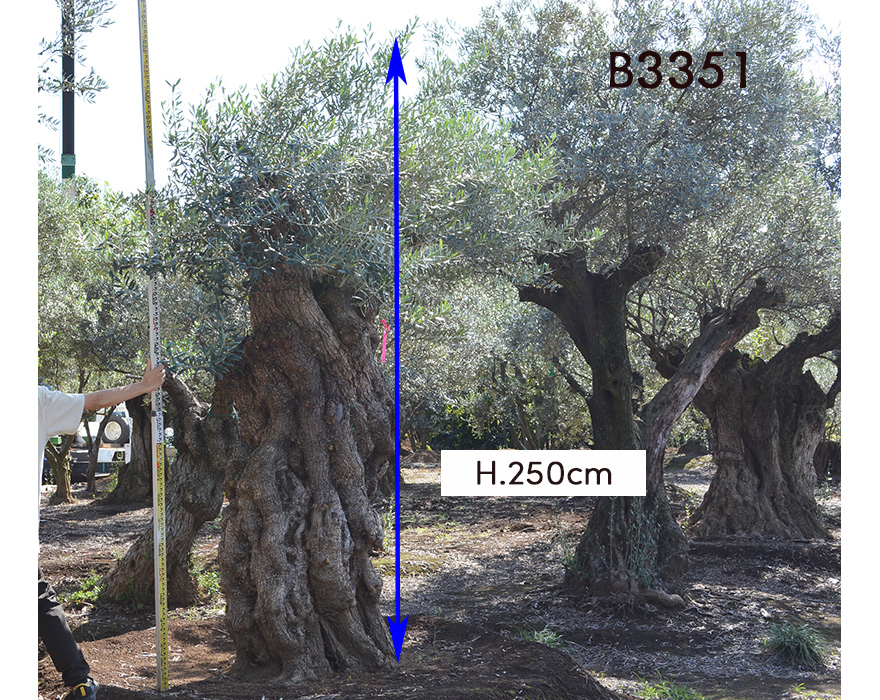 スペインオリーブ 古木 a3351k オリーブの木 植木 庭木 シンボル