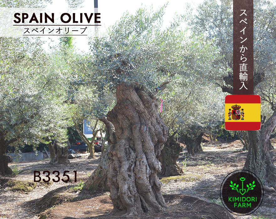 スペインオリーブ 古木 a3351k オリーブの木 植木 庭木 シンボルツリー