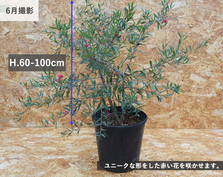 グレビレア スプレンダー 植木 庭木 オージープランツ 観葉植物 グレべ