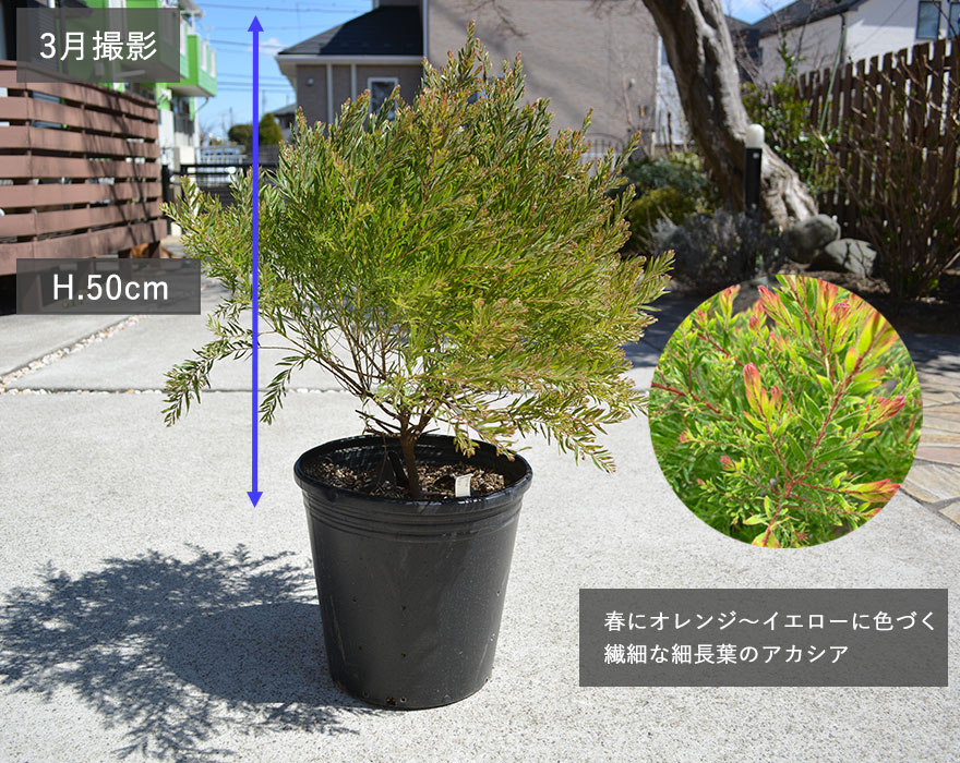 アカシア テレサ クリムゾンブッシュ 植木 庭木 シンボルツリー 植栽 鉢植え オージープランツ 寄せ植え 半耐寒性常緑樹 : teresa :  KIMIDORI FARM Yahoo!店 - 通販 - Yahoo!ショッピング