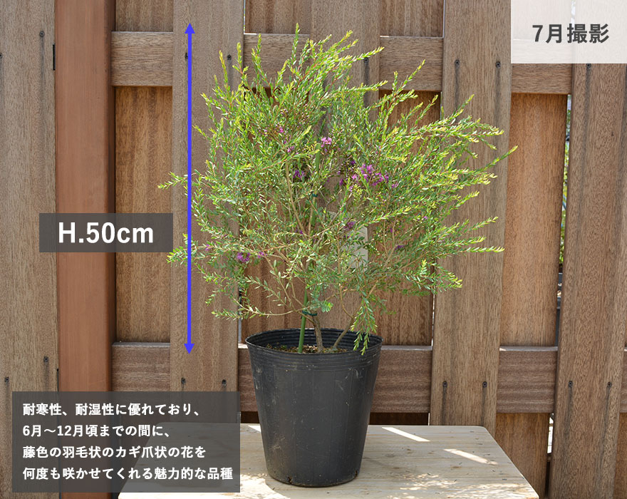 メラレウカ タイムハニーマータル ティーツリー 観葉植物 植木 メラレウカ タイムハニーマータル ティーツリー 観葉植物 植木