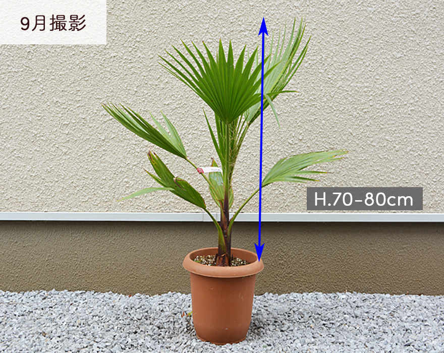 ワシントンヤシ シンボルツリー 常緑 南国 ヤシの木 オキナヤシ シラガヤシ イトヤシ リゾート 植木 庭木 庭づくり 庭植え 鉢植え 丈夫 花言葉  勝利 : wasinton : KIMIDORI FARM Yahoo!店 - 通販 - Yahoo!ショッピング