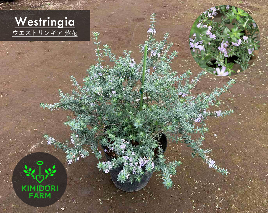 ウエストリンギア ハーブ 紫花 30-50cm ローズマリー