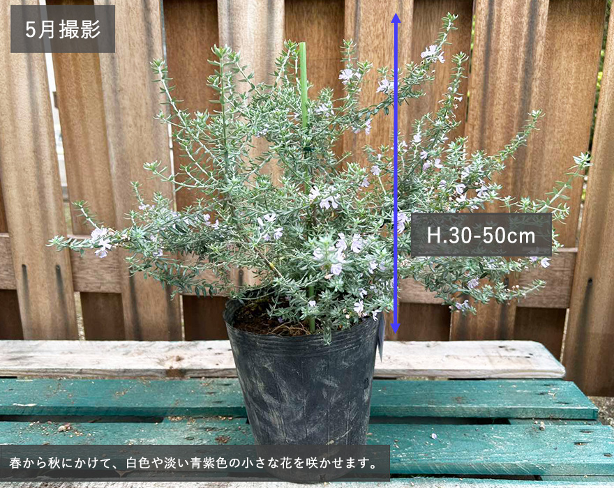 冬ギフト  ウエストリンギア ハーブ 紫花 30-50cm ローズマリー ブースター・導入液