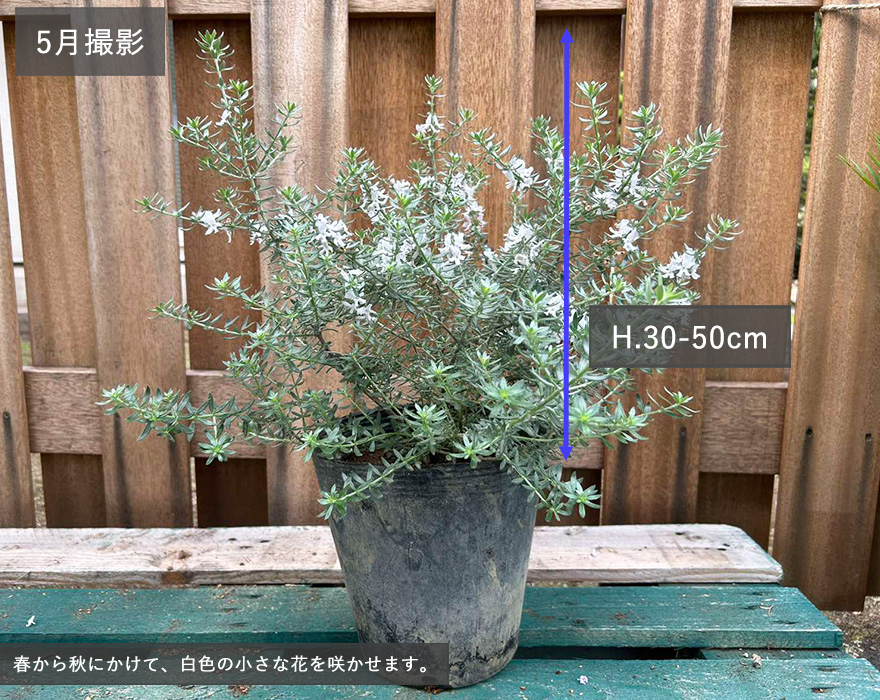 ウエストリンギア ハーブ 約30-50cm オージープランツ ローズ