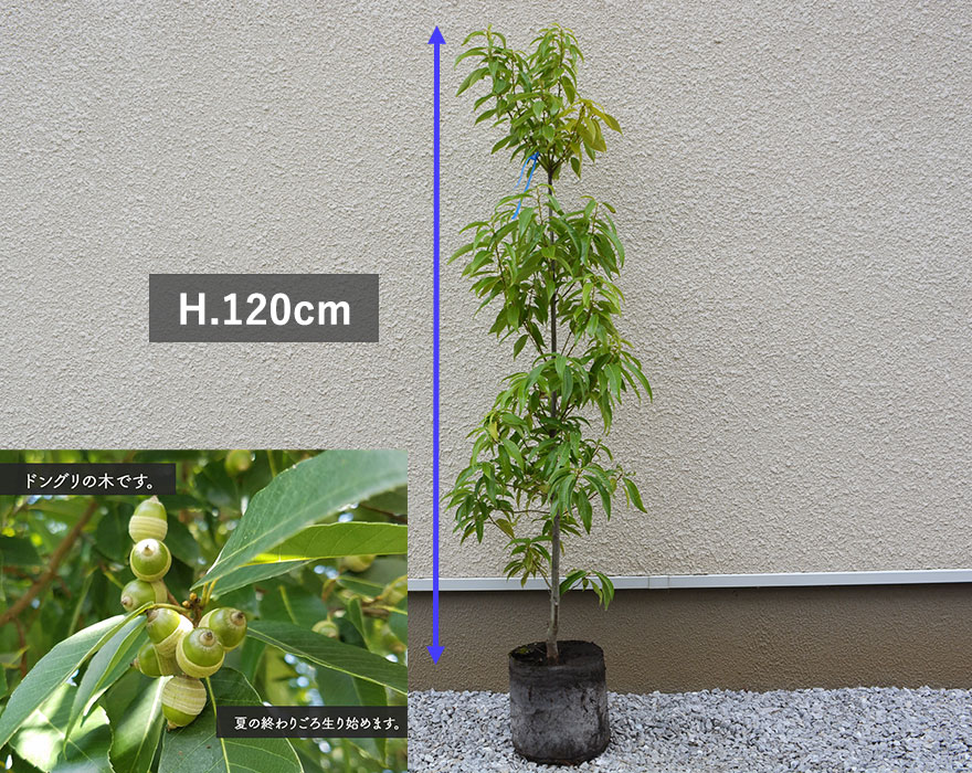 シラカシ 約120cm 常緑 植木 庭木 シンボルツリー 白樫 カシの木 どんぐり 庭植え 目隠し ガーデニング 植物 生垣 ホワイトオーク