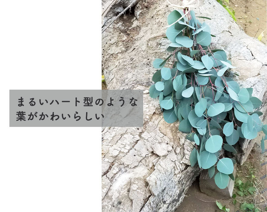 ユーカリ ポポラス 30-50cm 鉢植え 観葉植物 人気 おしゃれ 花 植木