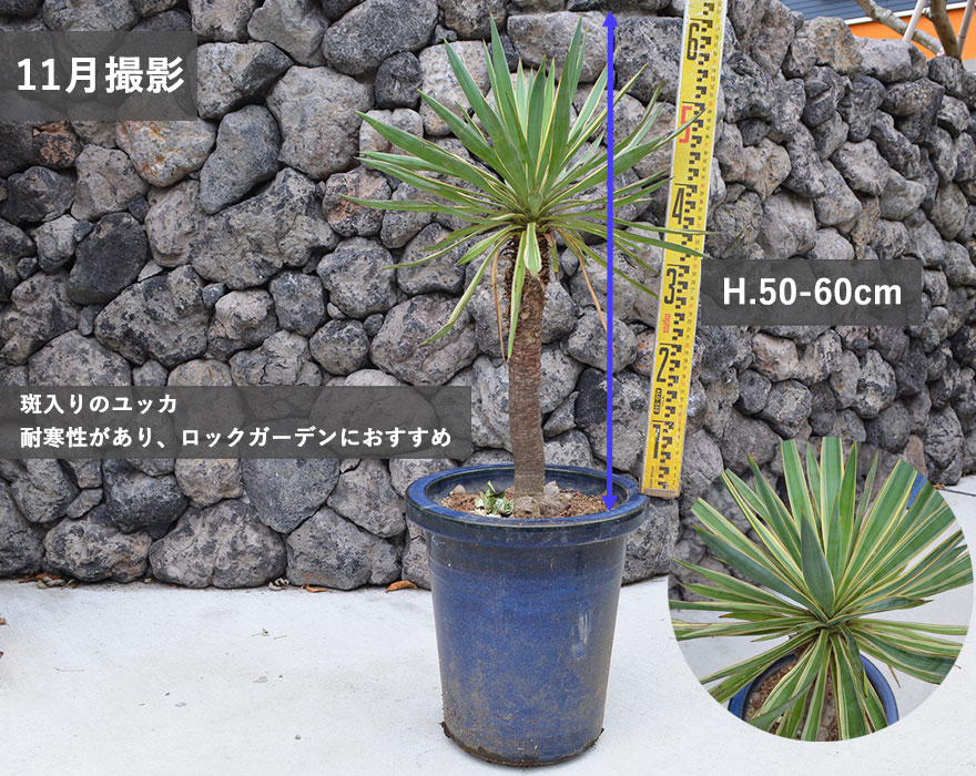 ユッカ バリエガータ 約50-60cm リュウゼツラン 植栽 ドライガーデン ロックガーデン 観葉植物 庭植え 鉢植え