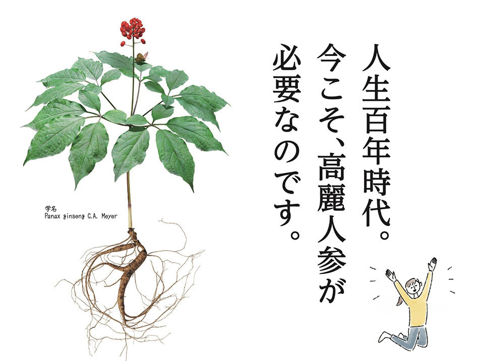 人生百年時代今こそ高麗人参が必要なのです。